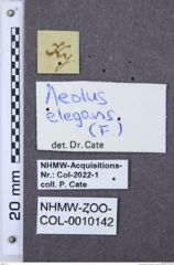 Etiketten zu Diplophoenicus fleutiauxi (NHMW-ZOO-COL-0010142)